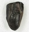 Triceratops Shed Tooth - Montana #20572-1